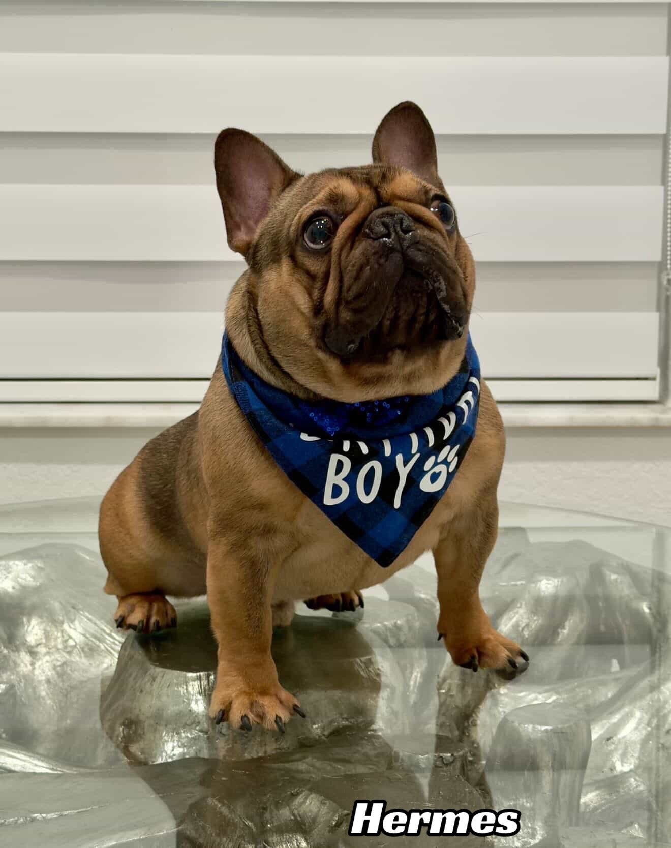 Miami Frenchies French Bulldog