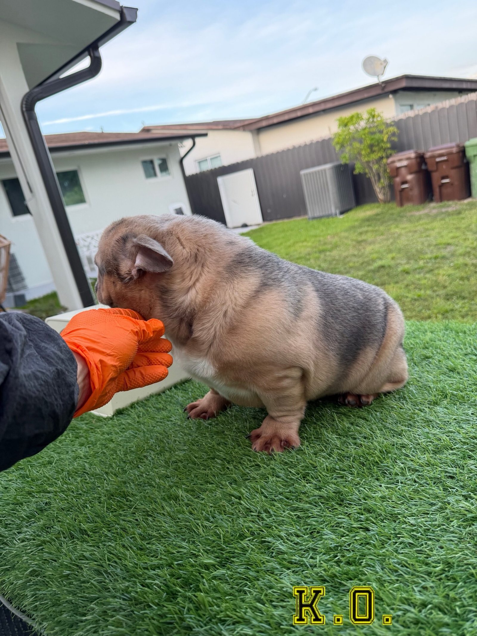 Miami Frenchies French Bulldog