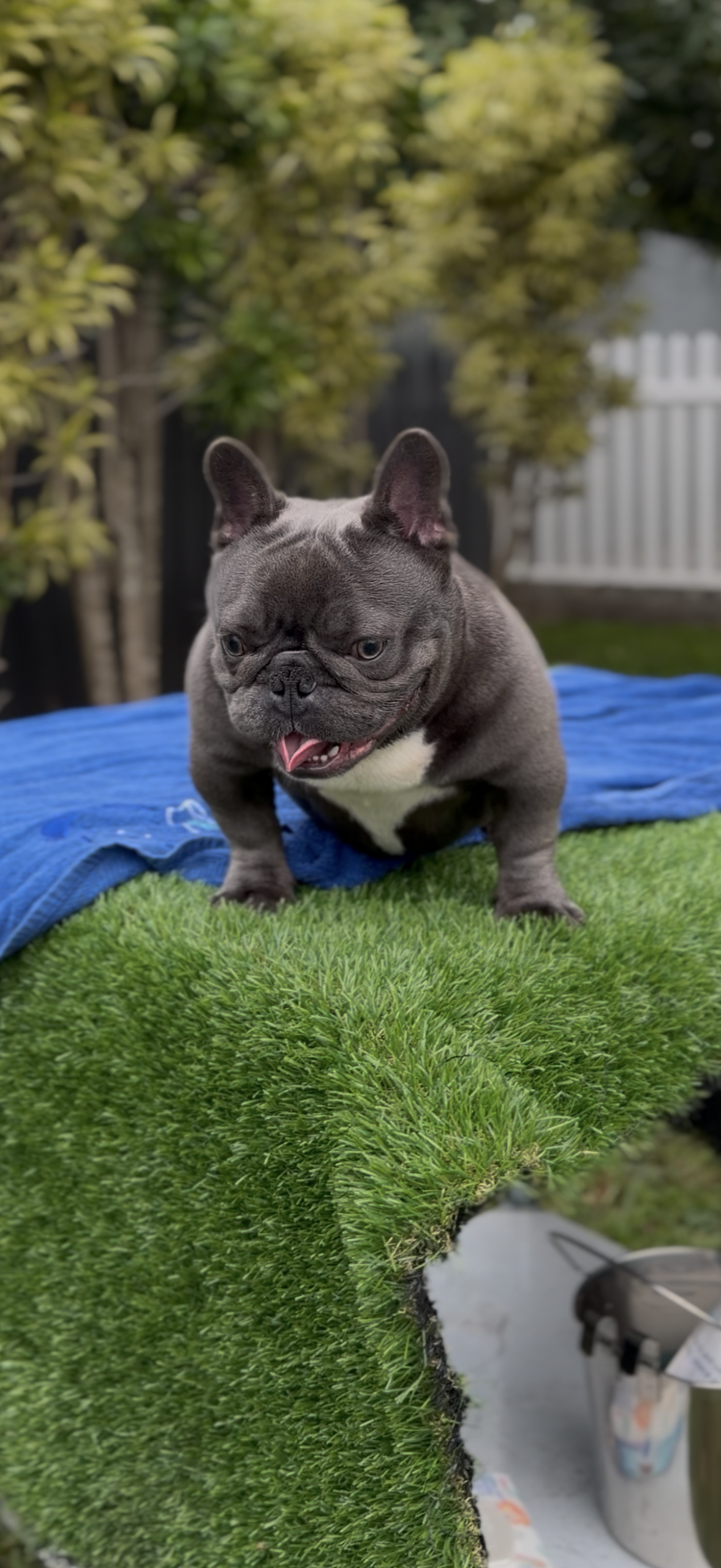Miami Frenchies French Bulldog