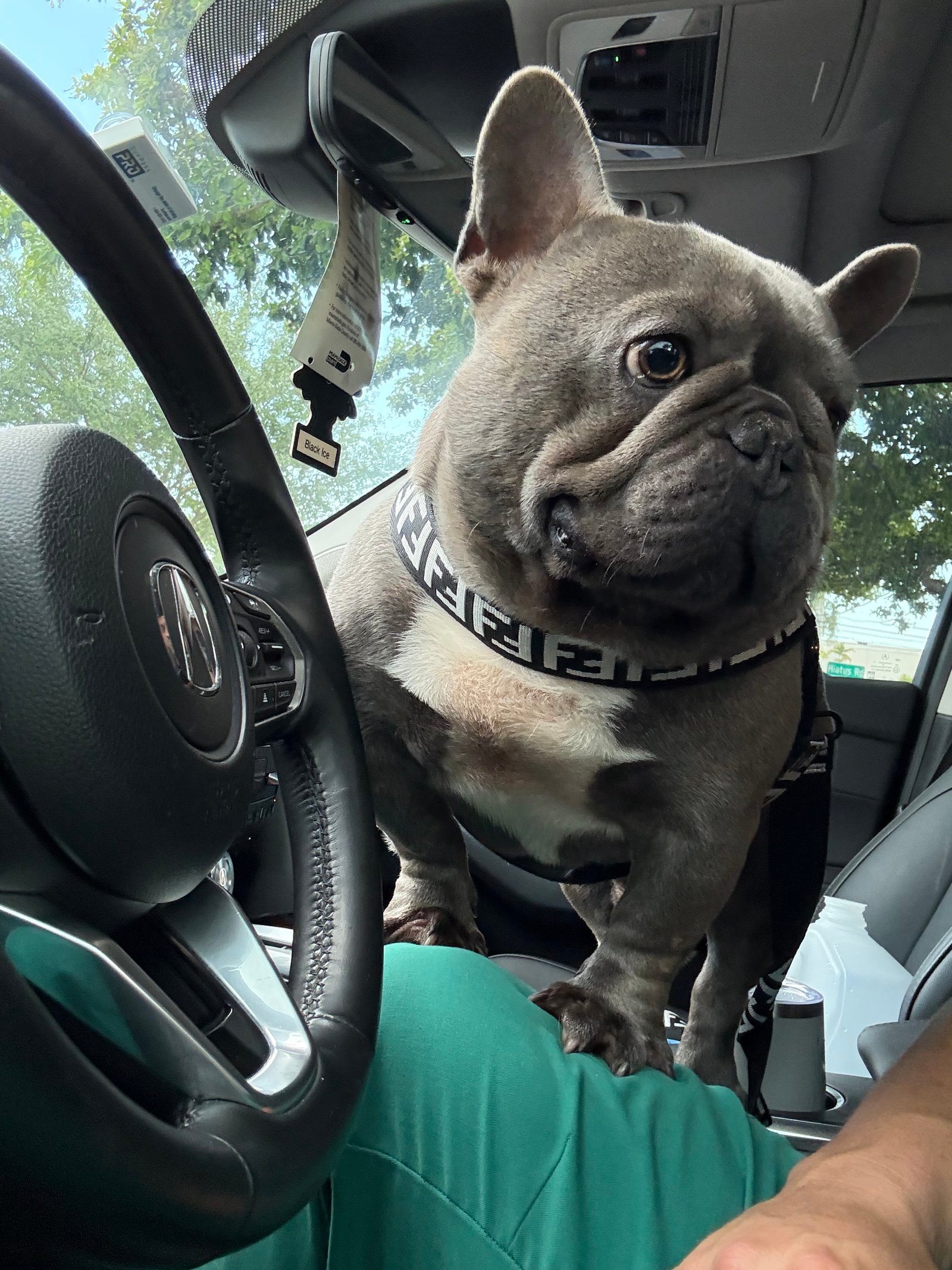One of our French Bulldogs
