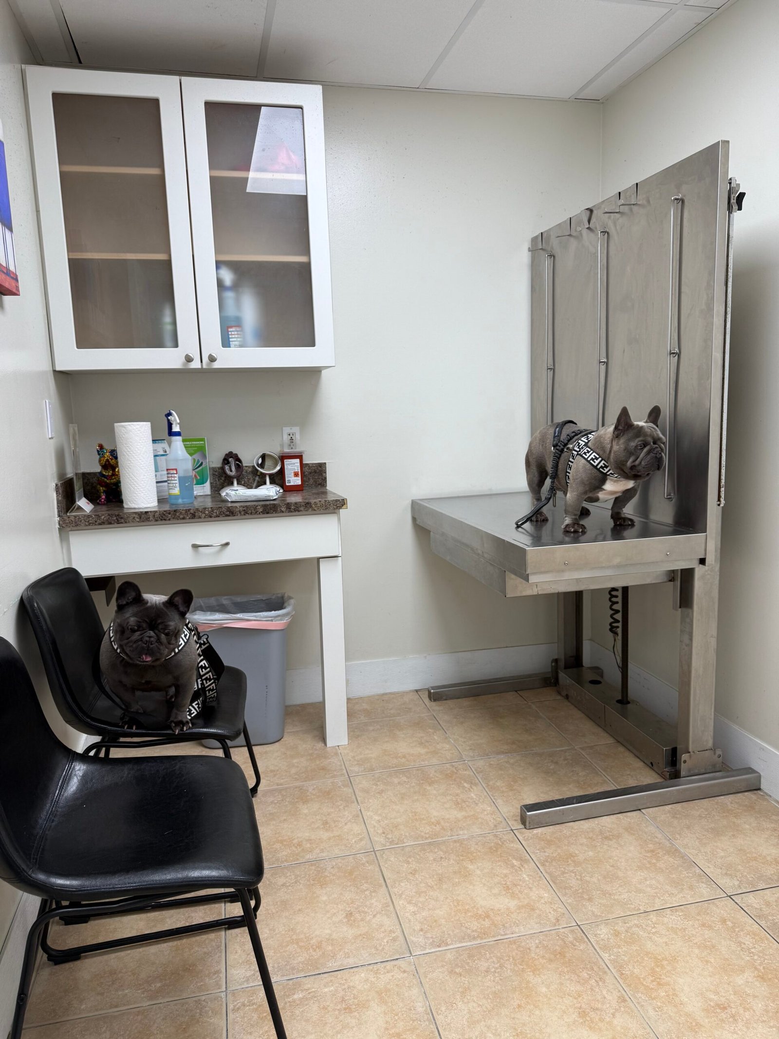 Miami Frenchies French Bulldog