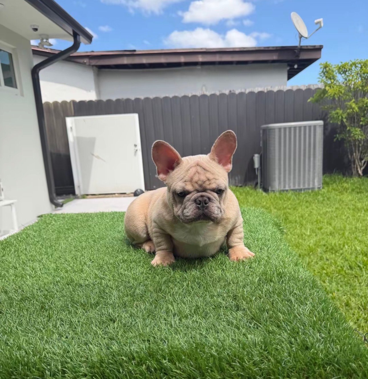 Miami Frenchies French Bulldog
