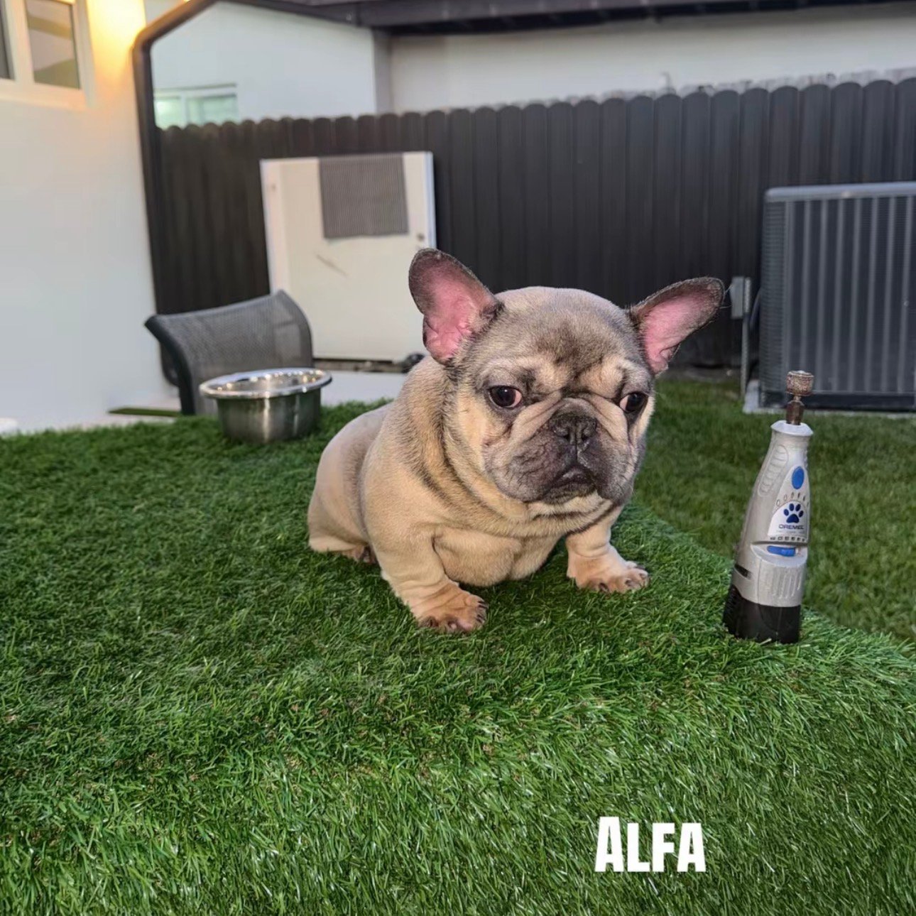 Miami Frenchies French Bulldog