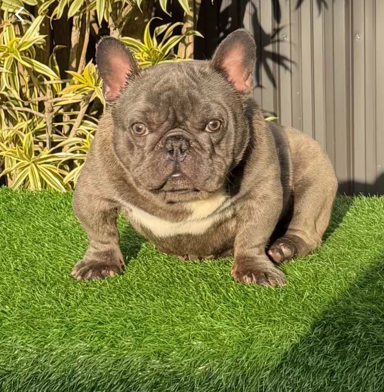 Miami Frenchies French Bulldog