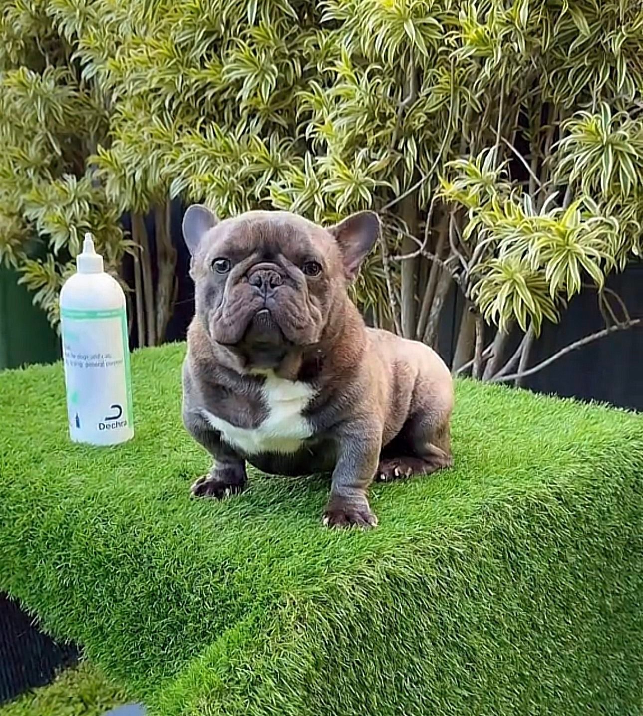 A Miami Frenchies French Bulldog
