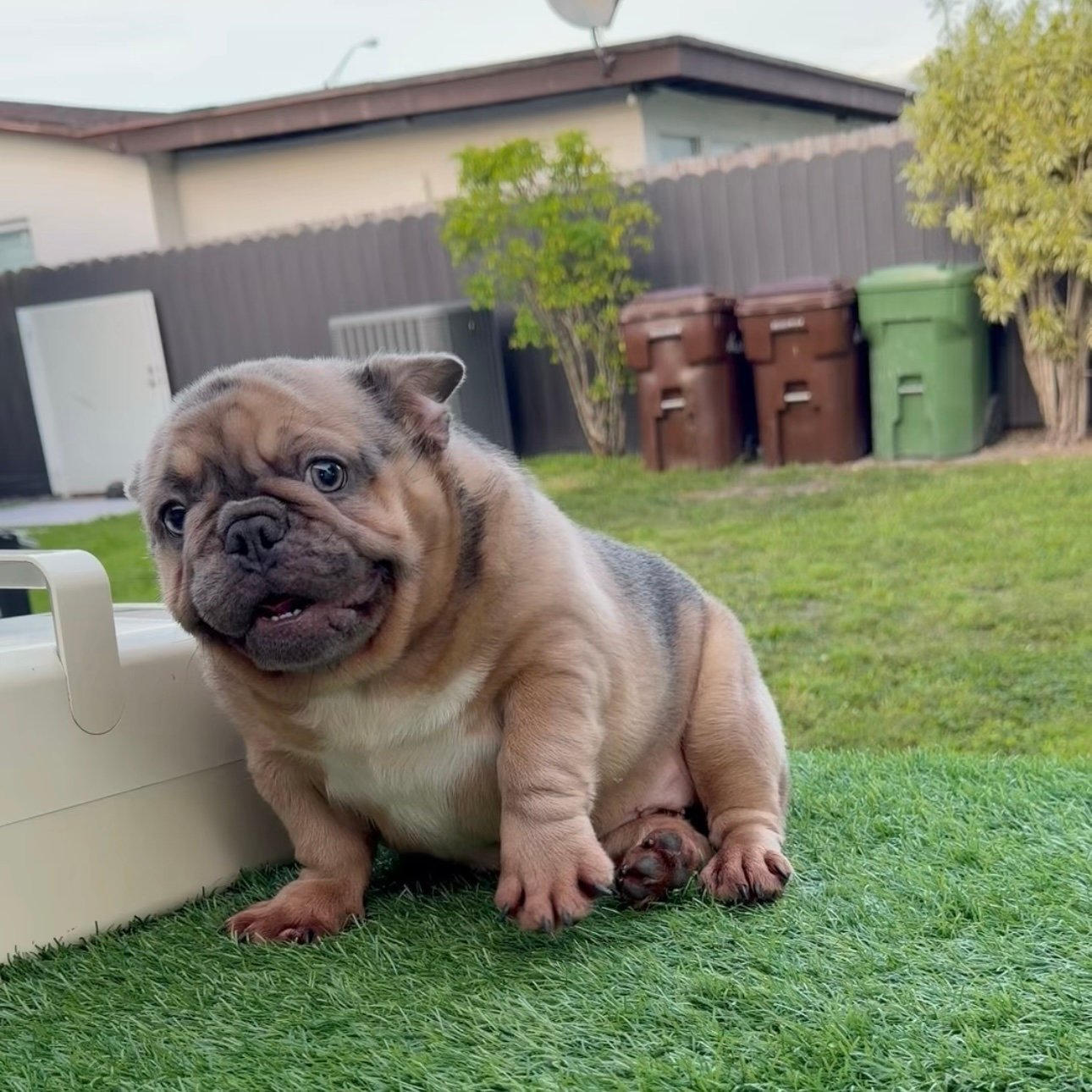 Miami Frenchies French Bulldog