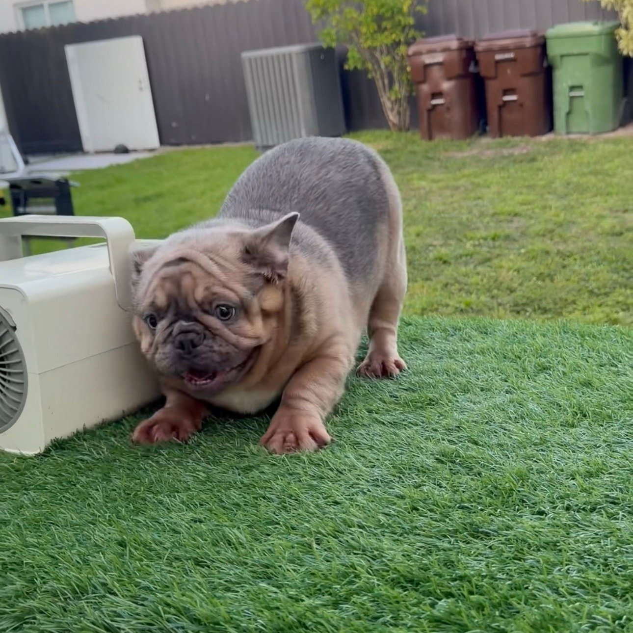 Miami Frenchies French Bulldog