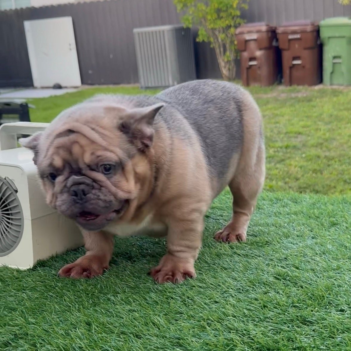 Miami Frenchies French Bulldog