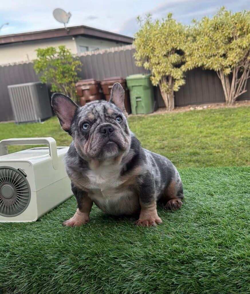 Puppy test