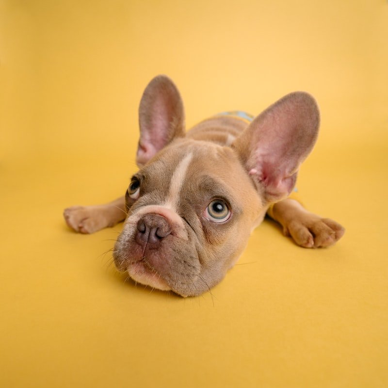 King — Blue Merle French Bulldog Stud