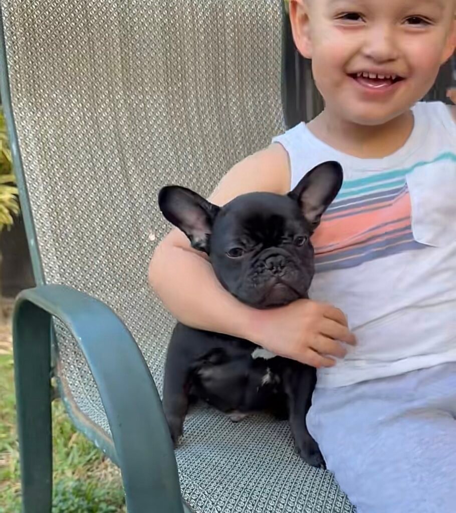Test 05 &ndash; available French Bulldog puppy